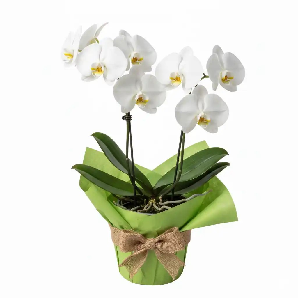Orquidea blanca, plantas online para regalar | Floristería Txantrea