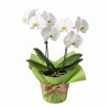 Orquidea blanca, plantas online para regalar | Floristería Txantrea